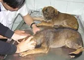 Vaccine ngừa dại 'cháy hàng', người dân hoang mang ảnh 2 Gần 500 người bị chó chạy rông và chó dại cắn