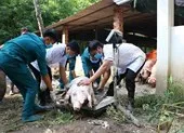 Mức hỗ trợ mới nhất về dịch tả heo châu Phi