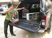 Kiểm lâm thả hàng chục con chim về môi trường tự nhiên