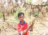 Khóc ròng vì sầu riêng đặc sản chết khô hàng loạt
