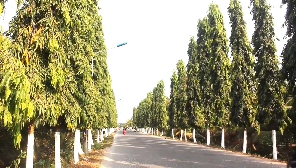 Cây xanh tại huyện Chợ Lách Một doanh nghiệp bị cấm tham gia đấu thầu 3 năm trên địa bàn tỉnh Bến Tre