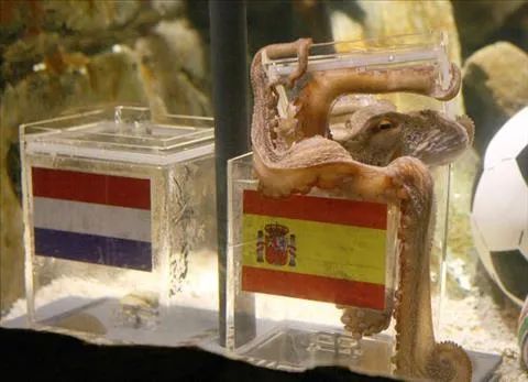 Bạch tuộc Paul, nhà tiên tri một thời. Ảnh: GETTY IMAGES voi-tom-du-doan-euro-2024-khong-thua-gi-bach-tuoc-paul.jpg
