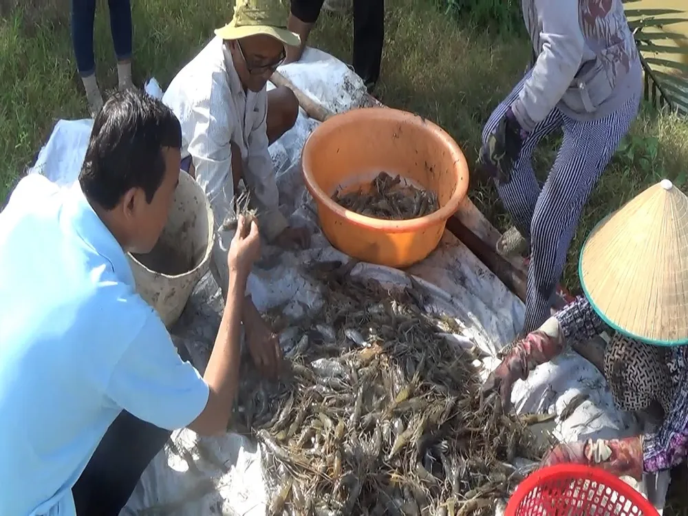 Bạc Liêu trúng mùa tôm càng dưới chân ruộng ảnh 1