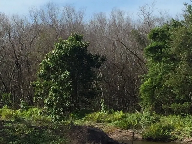 Để chết 9 ha rừng phòng hộ, 2 kiểm lâm bị kiểm điểm ảnh 1 Để chết 9 ha rừng phòng hộ, 2 kiểm lâm bị kiểm điểm ảnh 1