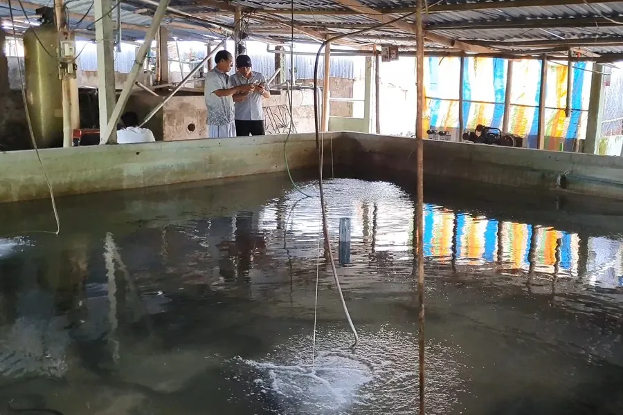 Một mô hình nuôi cá chình trên bể xi măng ở Phước Long, Bạc Liêu. Ảnh: TRẦN VŨ