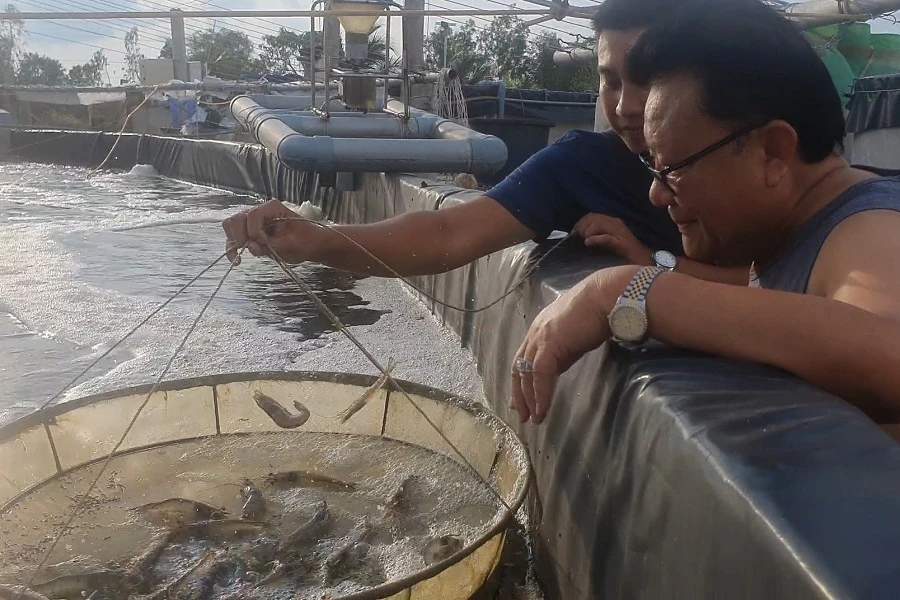 Ông Tô Quốc Nam cùng con rể xem tôm nuôi 70 ngày tuổi trong hệ thống tuần hoàn sinh học mới của mình. Ảnh: TRẦN VŨ Nuôi_tôm_ở_Cà_Mau_3.jpg