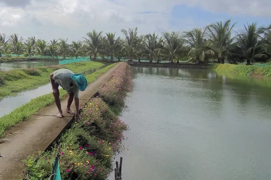 Làng cá Tân Thành 2.jpg