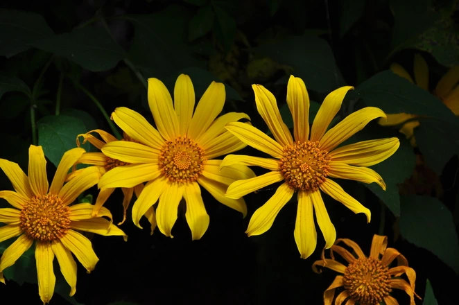 Muôn sắc hoa Đà Lạt ảnh 11