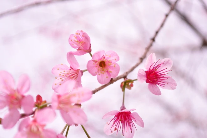 Muôn sắc hoa Đà Lạt ảnh 2