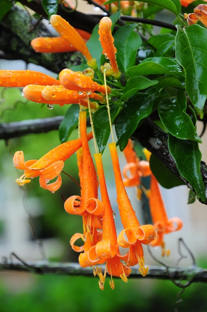 Muôn sắc hoa Đà Lạt ảnh 1