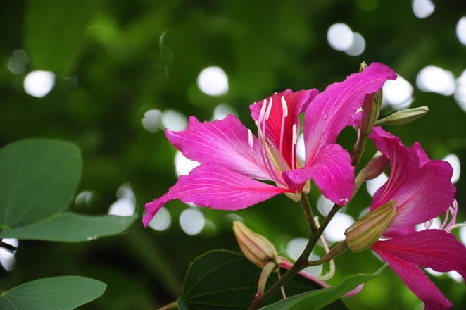 Muôn sắc hoa Đà Lạt ảnh 5