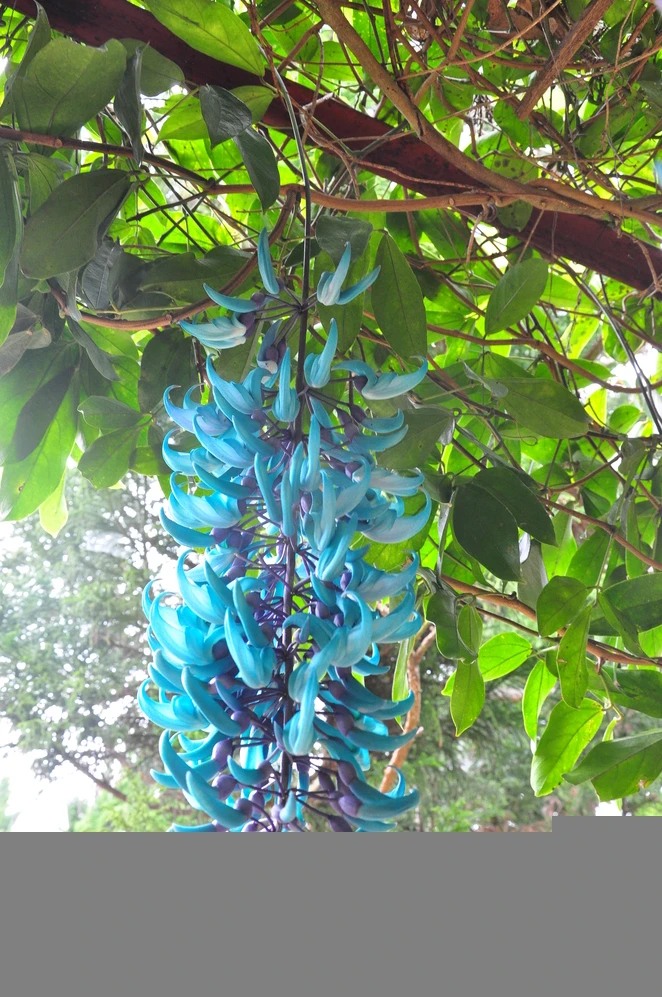 Muôn sắc hoa Đà Lạt ảnh 6