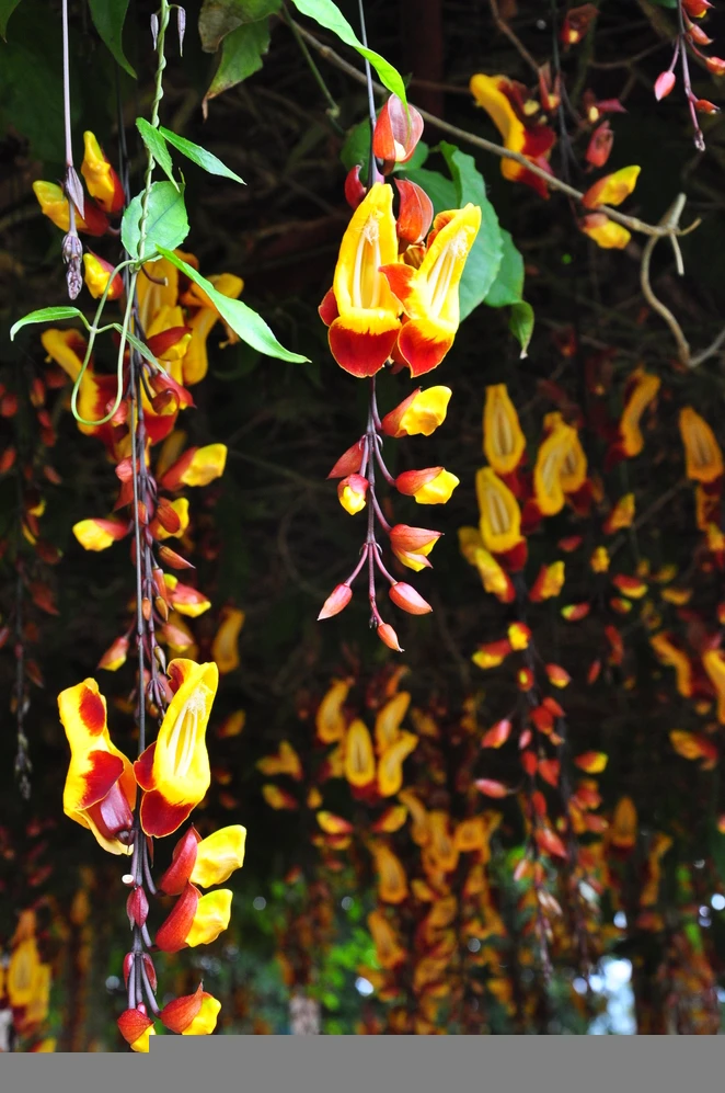 Muôn sắc hoa Đà Lạt ảnh 7