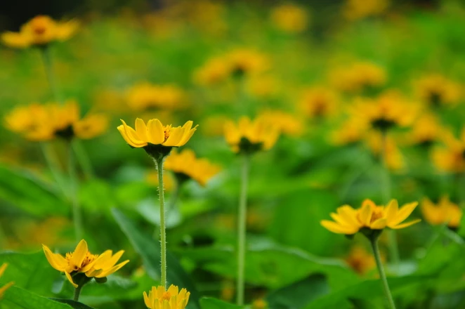 Muôn sắc hoa Đà Lạt ảnh 9