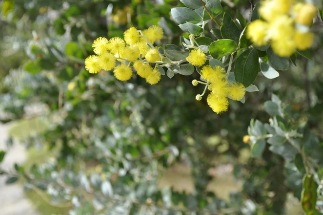 Muôn sắc hoa Đà Lạt ảnh 12