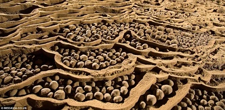 Lòng hang còn có hẳn một khu rừng.