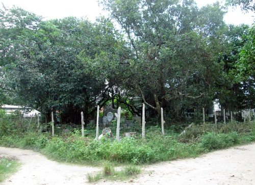 Cách đây 11 năm, ông Phạm Chứng, chủ nhân của khu vườn này mua lại mảnh đất rộng khoảng 1000 m2, ngay giữa khu dân cư ấp Long Hải (xã Trường Tây, huyện Hòa Thành, tỉnh Tây Ninh) để xây một ngôi nhà thờ.