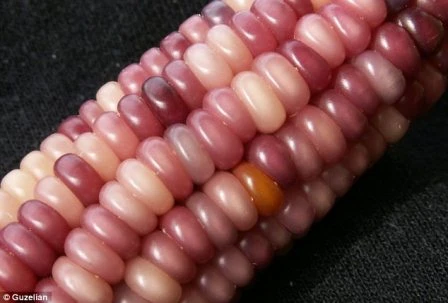 Cây ngô Glass Gem lúc mới trồng không có gì khác so với giống ngô thường