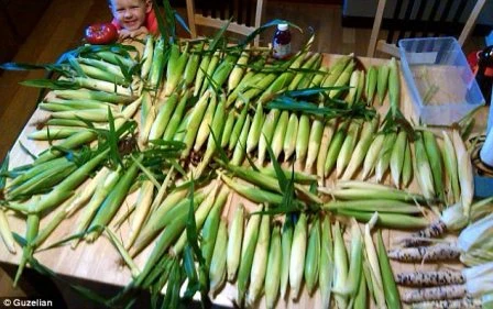 Lớp áo bên ngoài có một màu xanh duy nhất nhưng bên trong lại là những hạt ngô đa sắc màu