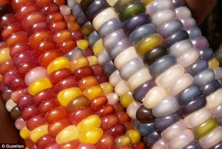 Một chủng ngô Glass Gem có thể tạo ra các chuỗi hạt màu xanh đậm hoặc màu trắng
