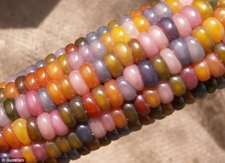 Giống ngô này rất được nhiều người ưu chuộng vì đặc tính khác biệt của nó