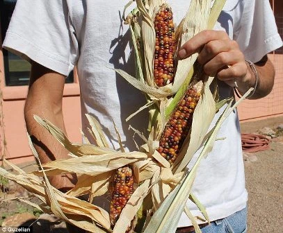 Giống ngô này rất được nhiều người ưu chuộng vì đặc tính khác biệt của nó