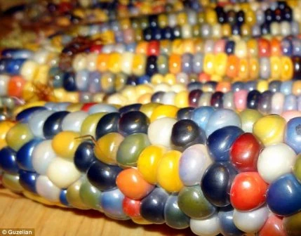 Giống ngô này rất được nhiều người ưu chuộng vì đặc tính khác biệt của nó