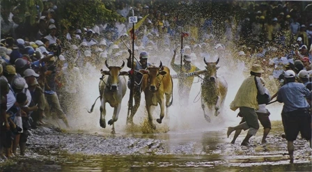 Đua bò Bảy Núi ở An Giang - Tác giả Ngô Quang Phúc