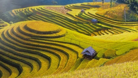 Ruộng bậc thang ở Mù Căn Chải (Yên Bái) – Tác giả Vũ Chiến