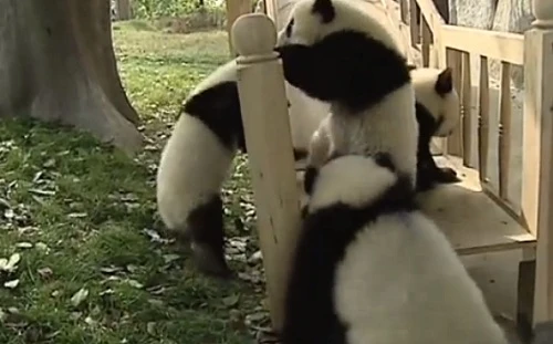 Gấu trúc là một trong những loài động vật hiếu động trong thế giới động vật. Hình ảnh những congấu trúc con chơi đùa tại trung tâm nuôi dưỡng gấu trúc của Trung Quốc luôn khiến người xem thích thú, bởi trông chúng không khác gì những đứa trẻ. 9_1384608235.jpg