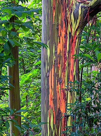 hế giới biết đến hòn đảo Hawaii (Mỹ) không chỉ vì nơi đây có cảnh đẹp tráng lệ mà còn bởi một loài cây thân gỗ đỏm dáng nhất trong thế giới thực vật.