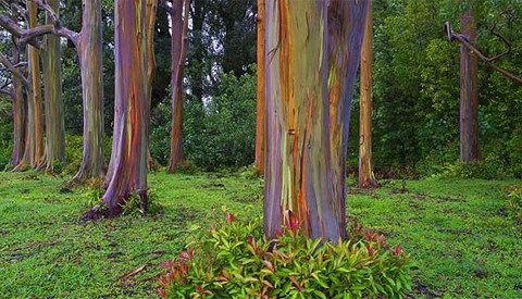 Sau khi lớp vỏ già rụng xuống sẽ để lộ ra lớp vỏ mới màu xanh lục và dần dần nó sẽ chuyển sang màu xanh lá mạ, vàng cam, tía, tím và nâu&