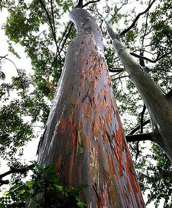 Deglupta (bạch đàn cầu vồng) là một thành viên trong tổng số 90 loại bạch đàn sống trên đảo