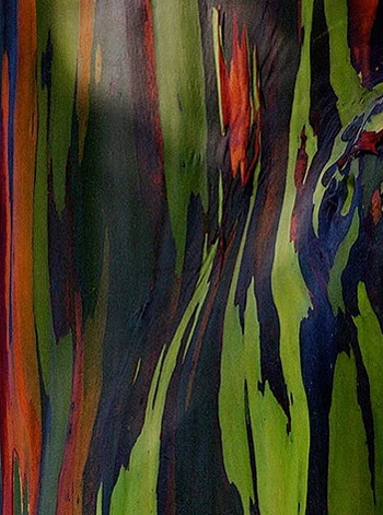 Loài bạch đàn này có nguồn gốc ở Indonesia và Philippines.