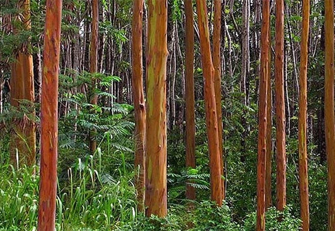 Nếu ai đã từng ngắm nhìn loài cây này thì đều không thể quên bởi những màu sắc sống động, rực rỡ trên thân cây.