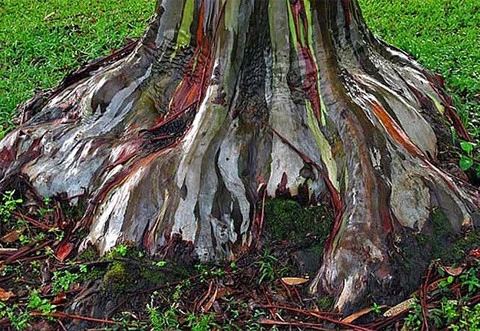 Những sắc màu rực rỡ như xanh lá mạ, xám, đỏ, vàng cam, tím&