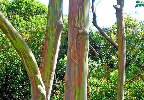 gười ta cứ ngỡ rằng ai đó đã dầy công tô vẽ bằng sơn mầu, làm dáng cho loài cây có chiều cao lênh khênh này.