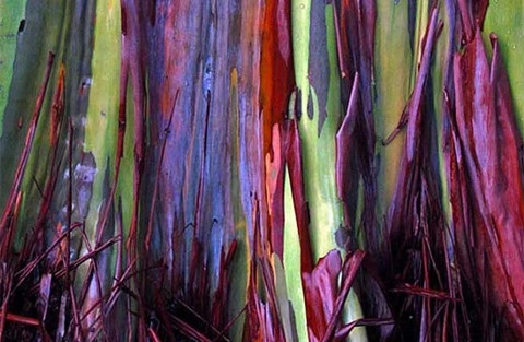 Bạch đàn cầu vòng là một trong những loài cây có chiều cao nhất thế giới. Chúng đạt tới hơn 75m khi trưởng thành.