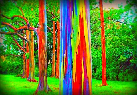 Thậm chí, những cây sinh trưởng ở môi trường thuận lợn, có thể cao tới 100m.