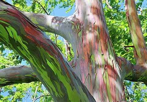 Những mầu sắc trên thân cây là kết quả của quá trình thay vỏ nhiều lần trong năm.