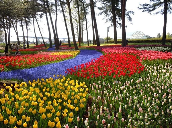 Thiên đường hoa Hitachi, Nhật Bản ảnh 2