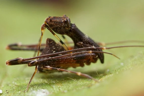 Top 10 sinh vật cổ đại sống sót đến ngày nay ảnh 3