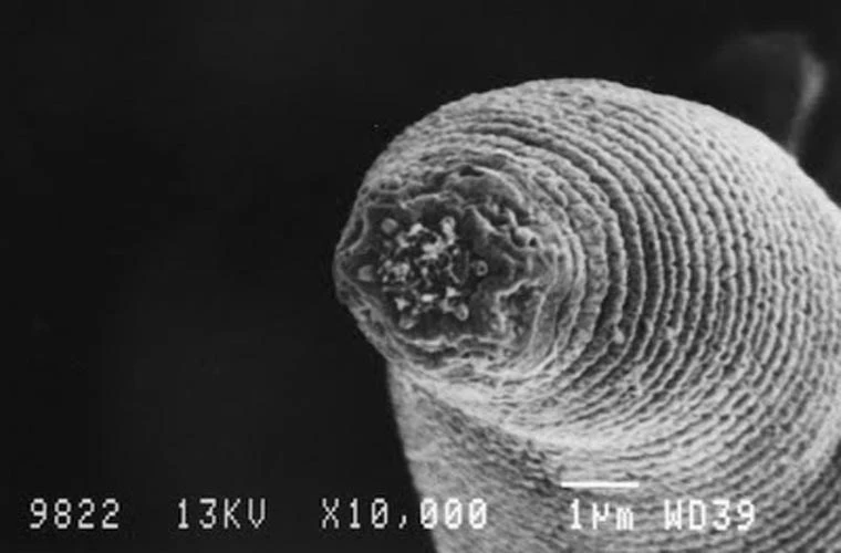 Top những động vật có thể sống qua Ngày tận thế ảnh 1