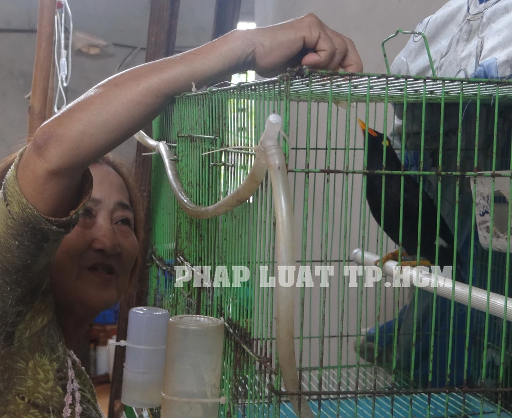 Chim nhồng biết đọc thơ ảnh 1