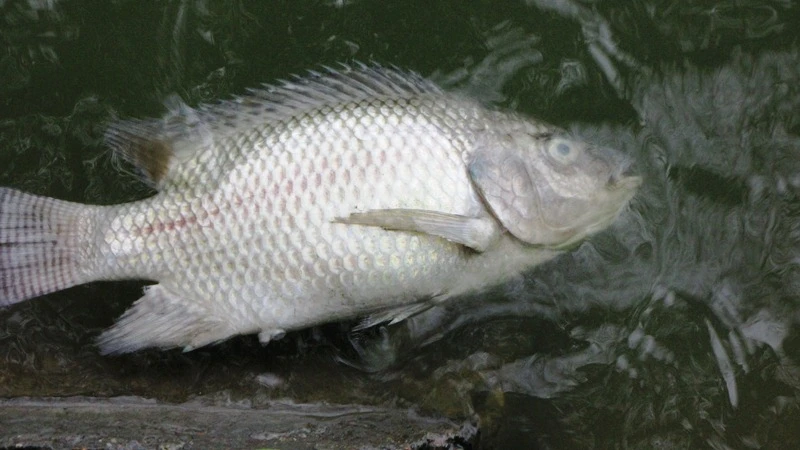 Chuyện lạ ở Hà Nội: Rùa Núi Vàng chết nổi ở Hồ Gươm ảnh 6