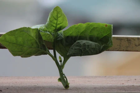 Hãi hùng thuốc 'vươn cành' làm mồng tơi dài 10cm chỉ sau 5 giờ 4