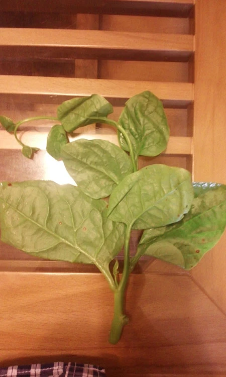 Hãi hùng thuốc 'vươn cành' làm mồng tơi dài 10cm chỉ sau 5 giờ 5