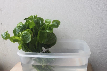 Hãi hùng thuốc 'vươn cành' làm mồng tơi dài 10cm chỉ sau 5 giờ 1