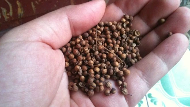 Giá hạt mùi khô tăng mạnh theo từng ngày. Ảnh: Nguyễn Hoài