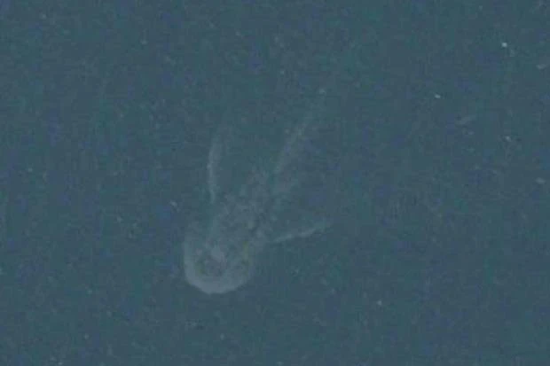 Quái vật hồ Loch Ness trở lại sau 18 tháng "mất tích"? ảnh 2